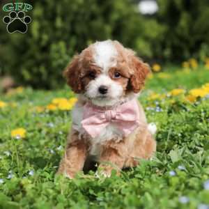 Bambi, Cavapoo Puppy